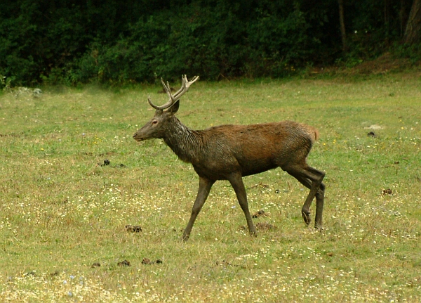 Ancora cervi